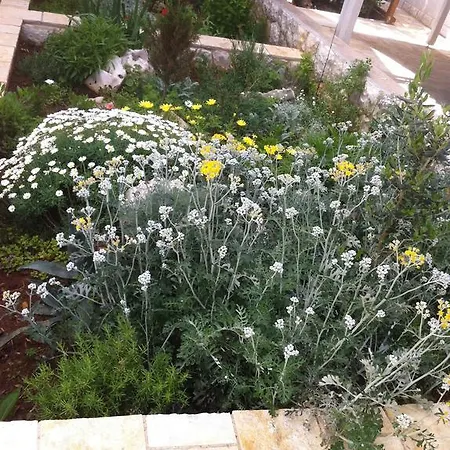 Sanmar * マンドレ